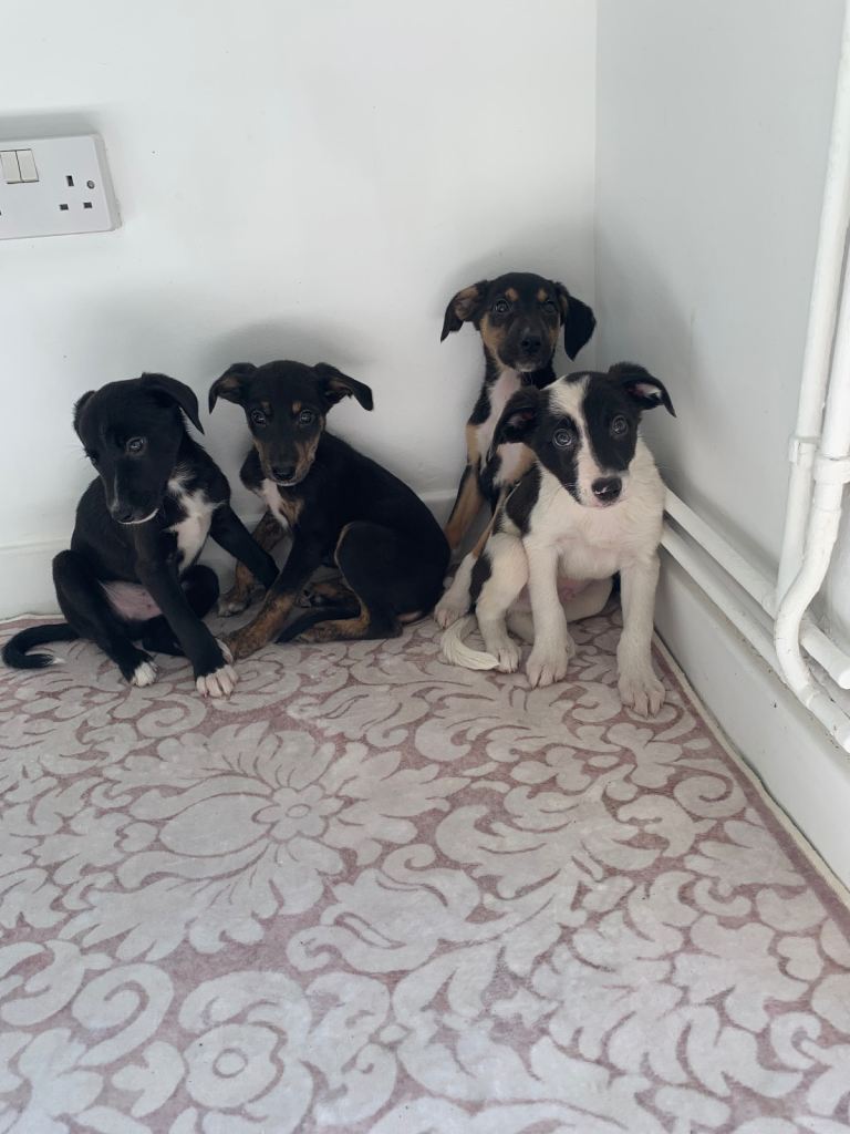 Classic "Old School" Lurcher Puppies – Loving Family Companions