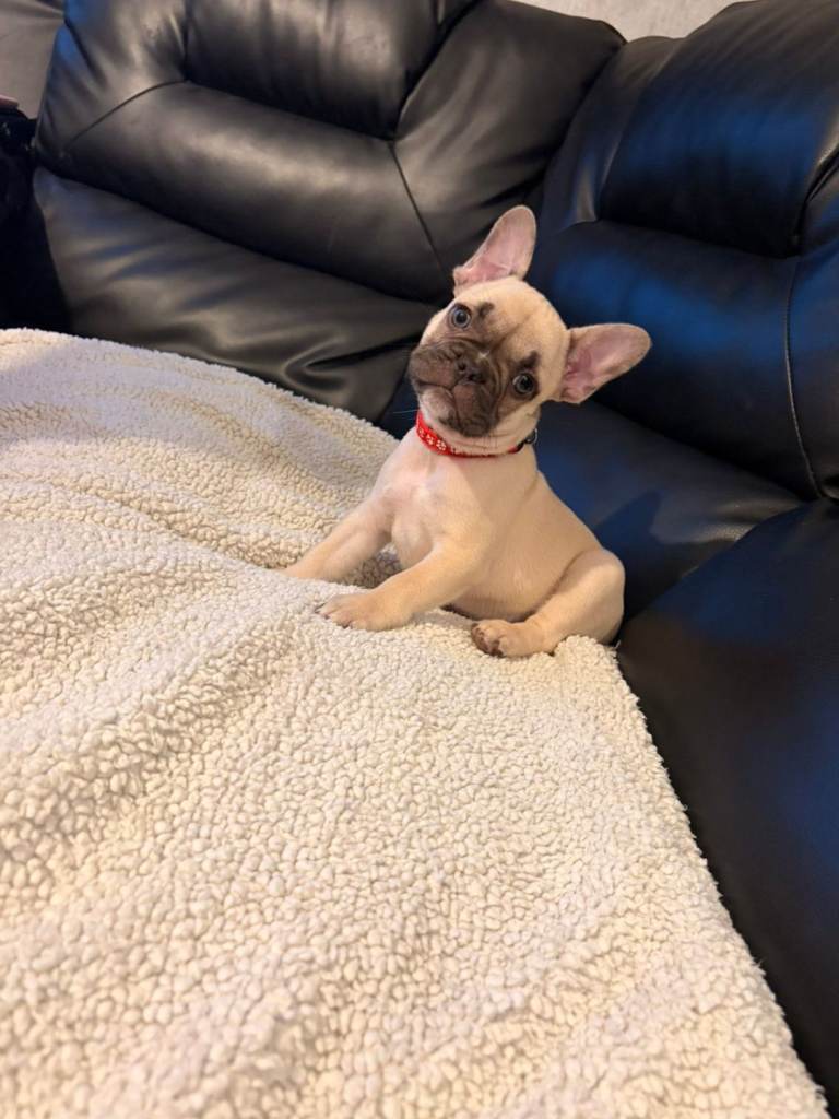 READY TO GO French bulldog puppies 