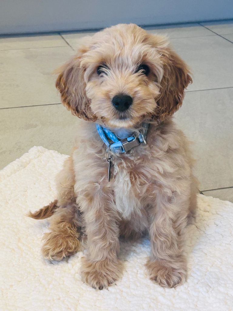 Cockapoo Puppy (Chester)