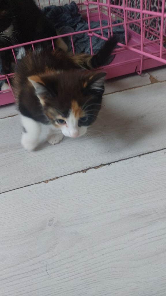 Kittens for sale