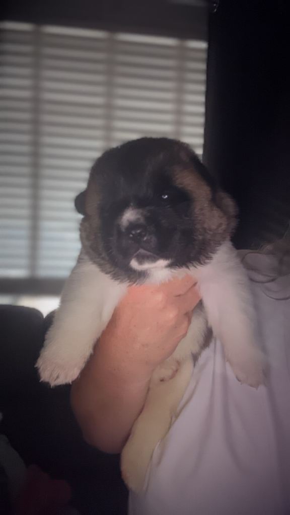 akita pups 