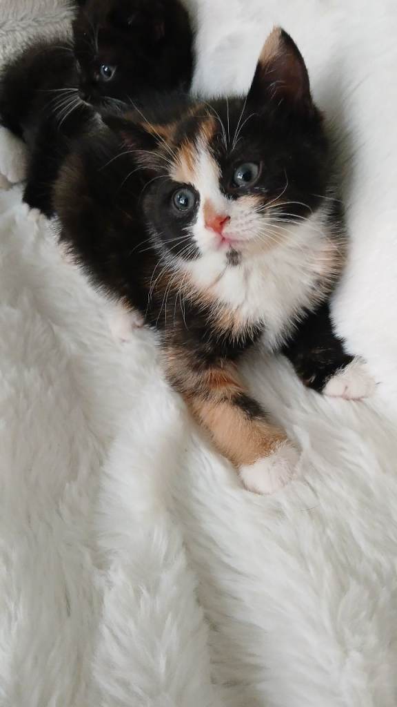 Kittens 