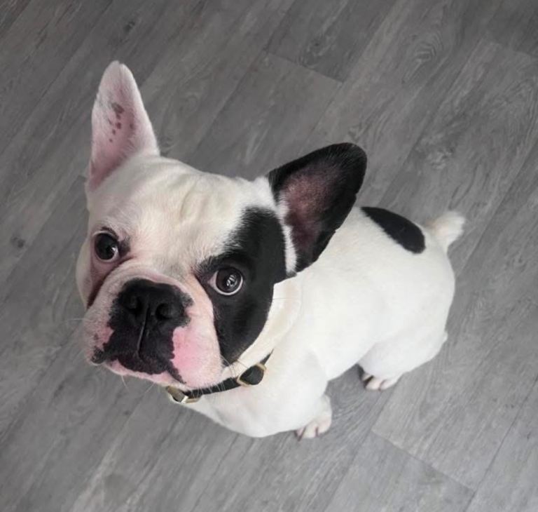 French bull dog 