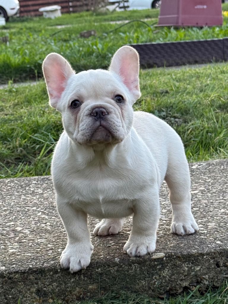 French bulldog 