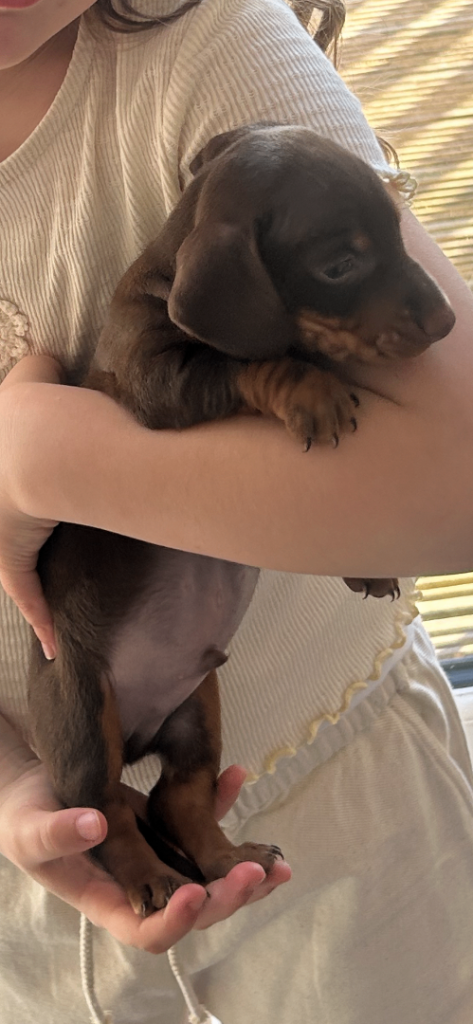 Dachshund puppies- standard 