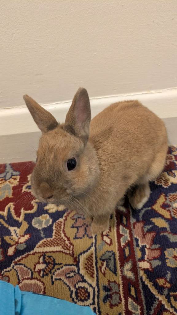 Netherland Dwarf Rabbit & Indoor Hutch 