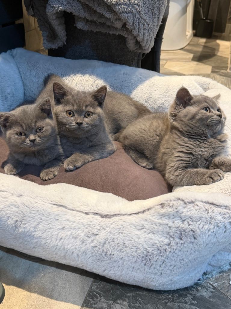 British short hair kitten 