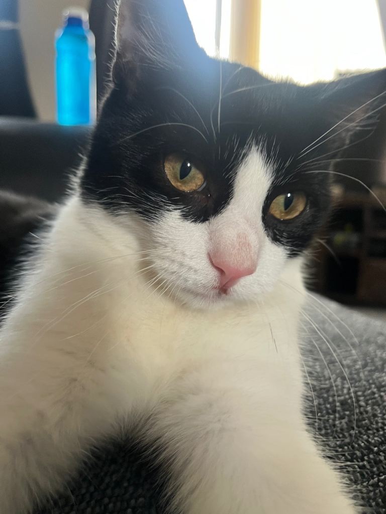 7 month old tuxedo kitten Domino 