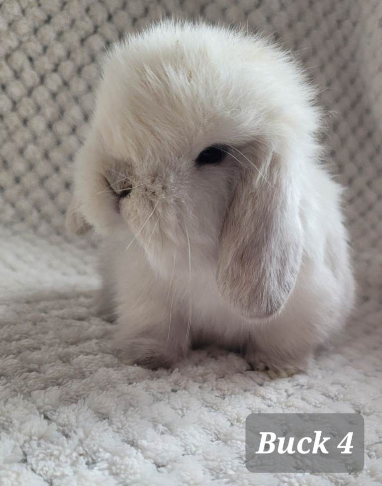 Purebred bunnies available 