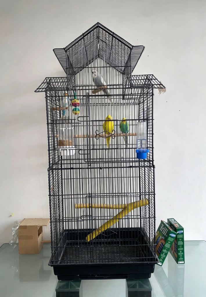 Budgies 