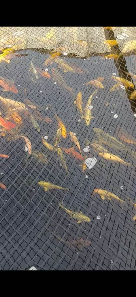 Japanese koi carp for sale