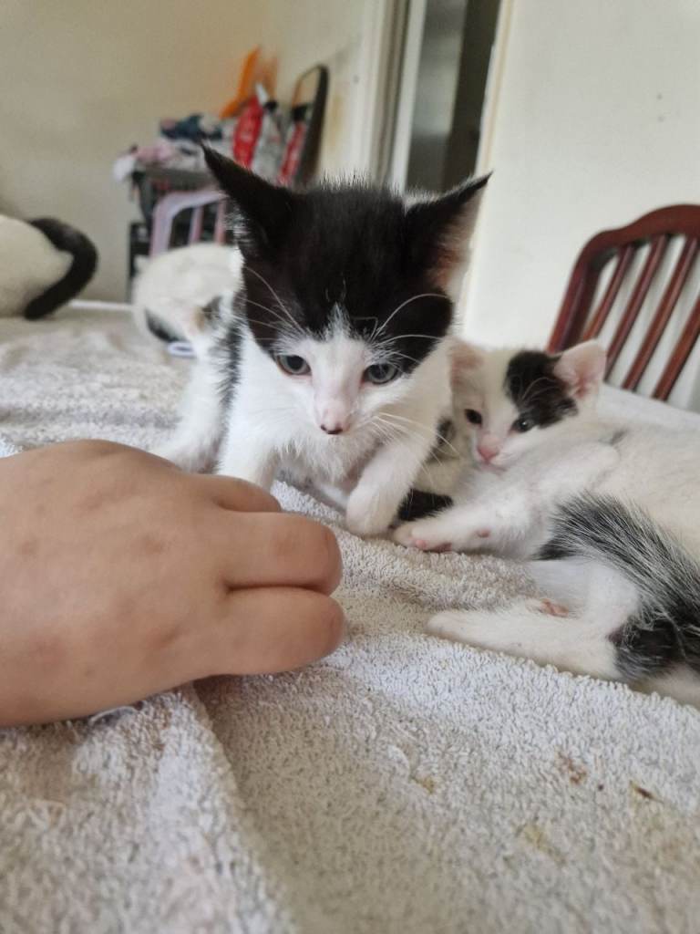 Kittens for sale 