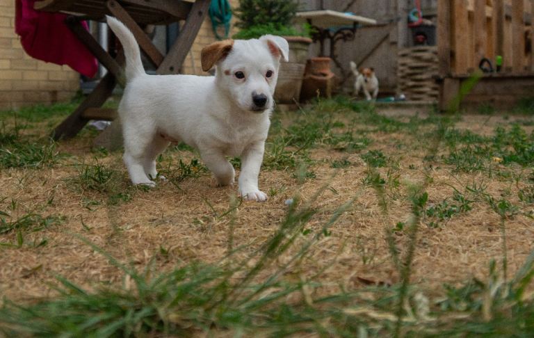 Jack Russel puppies 