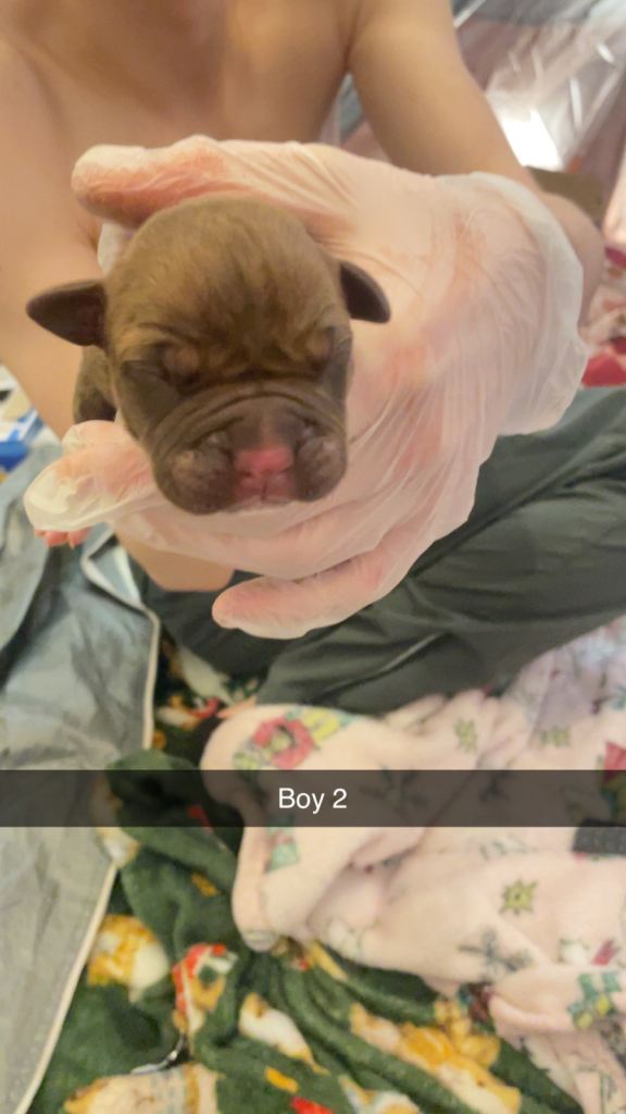 American bully x American bulldog