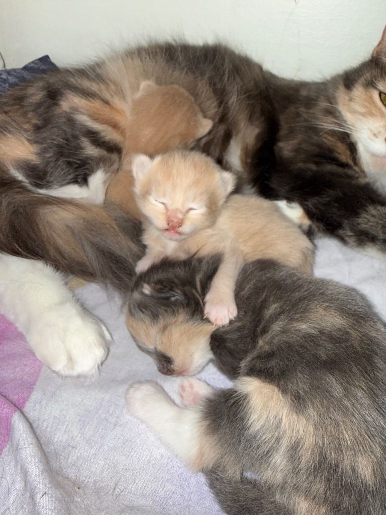 Cream ginger and dilute tortie little girls
