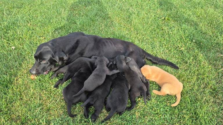 Stunning labrador puppies 