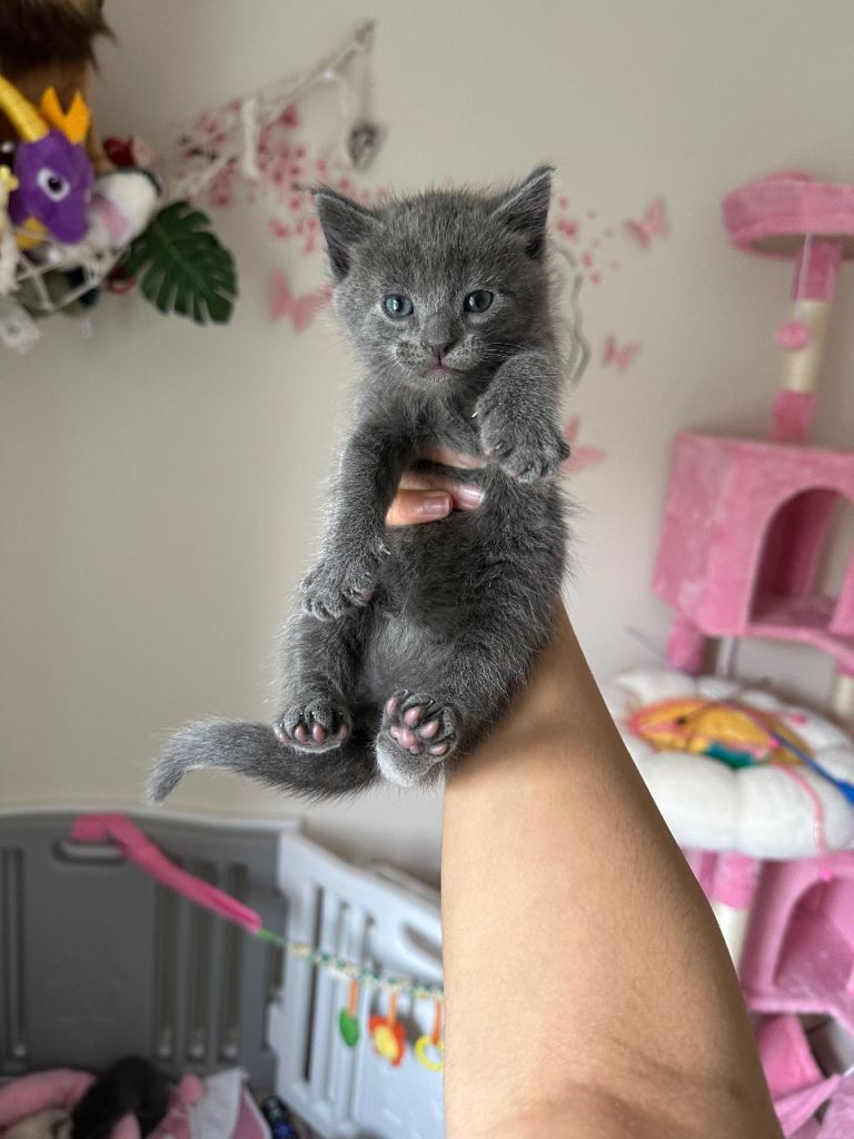 One little ragdoll mix kitten left