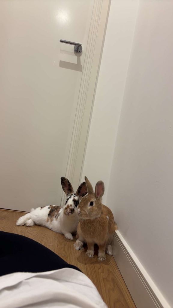 2 bunnies for sale 