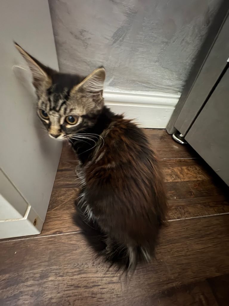 Maine Coone mixed breed female kitten 12 week old
