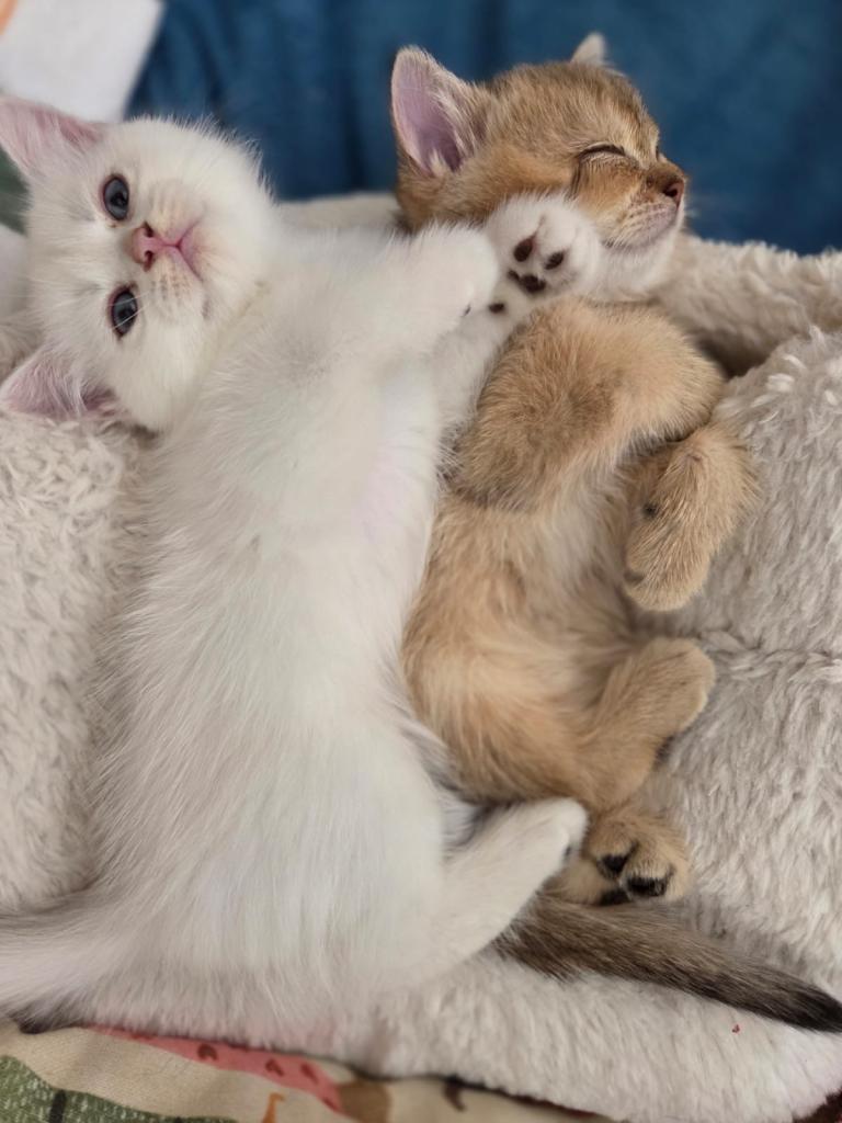 Beautiful kittens looking for Love