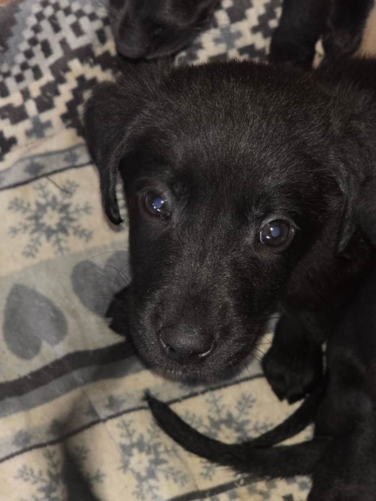 Labrador Puppies