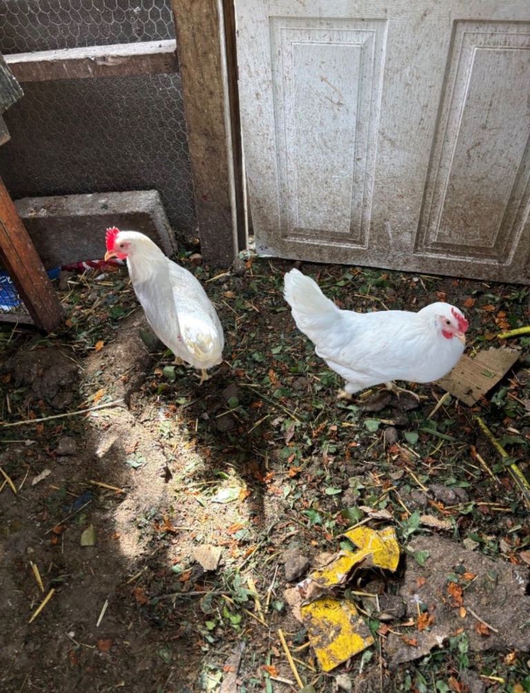 Chickens 