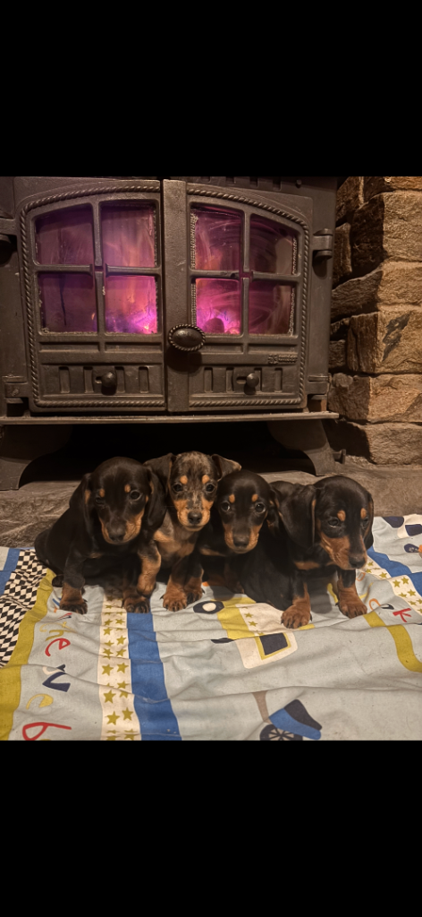 Miniature Daschund Pups