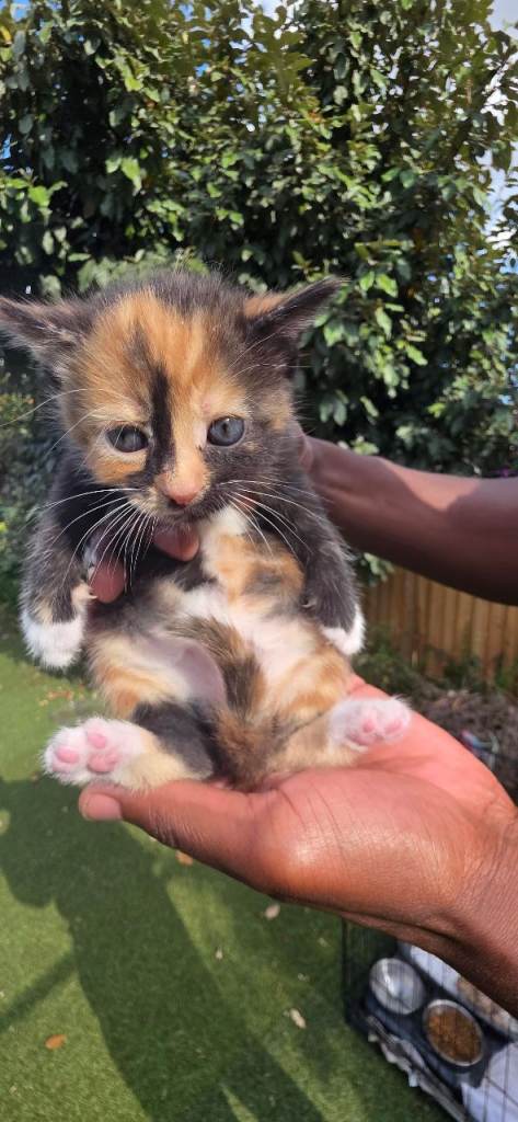 Calico