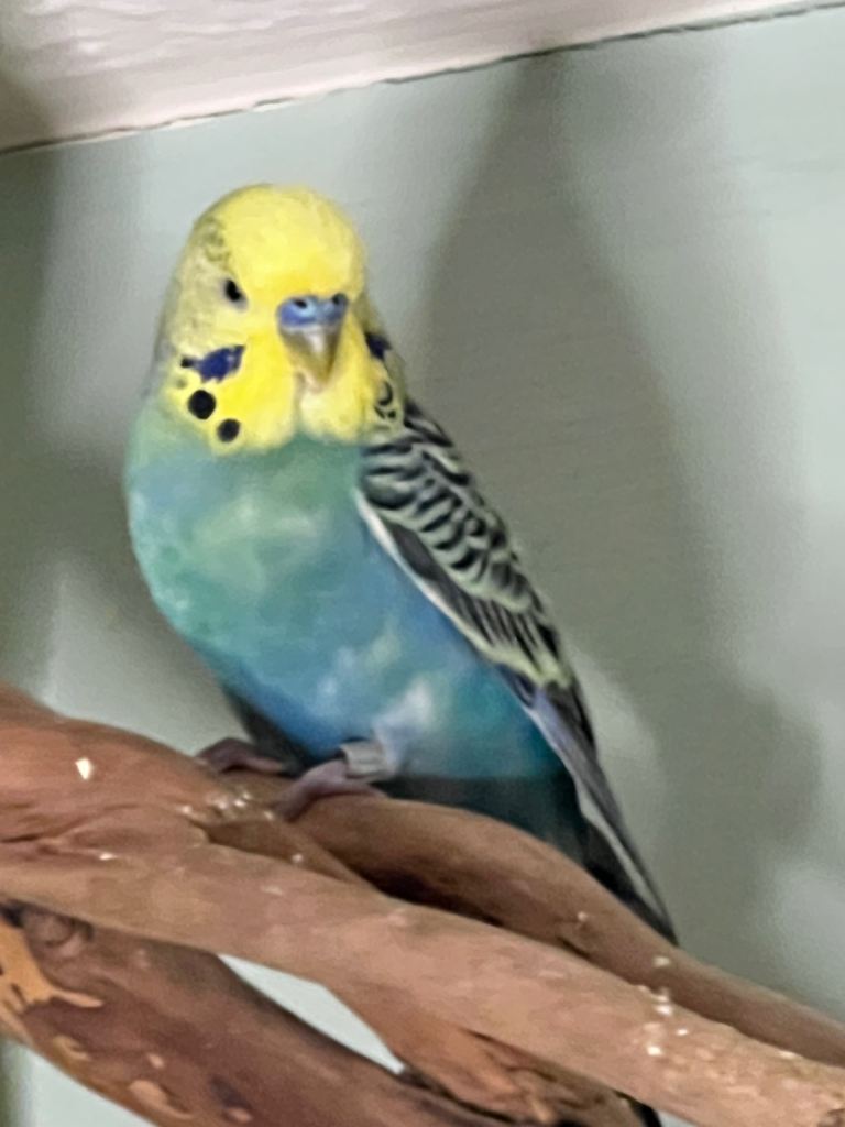 Budgies and standing cage. 1 Female 2 x male. Cage in white on the wheels stand. 