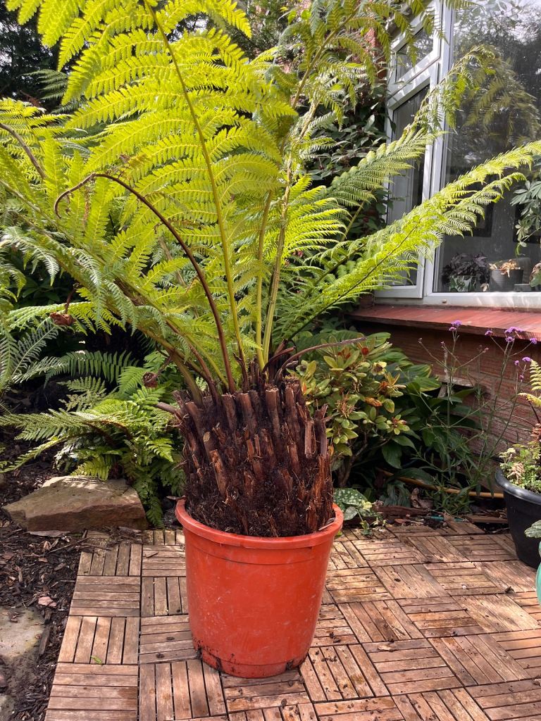 Tree fern