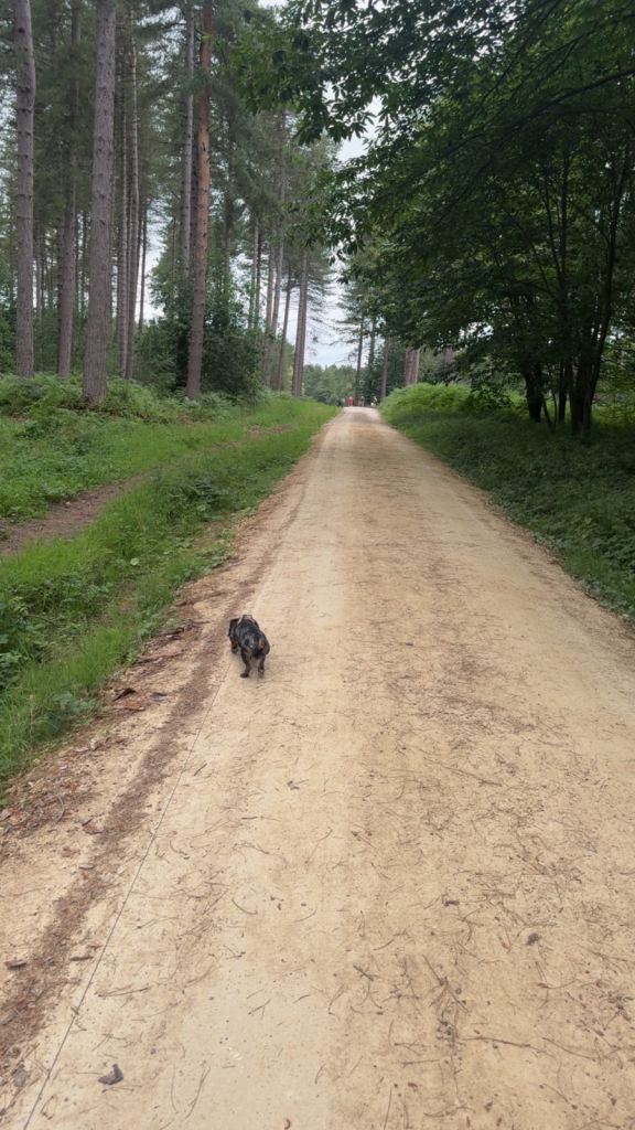Silver dapple miniature dachshund 