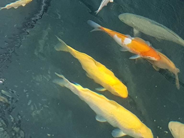 Koi carp for sale from £10 