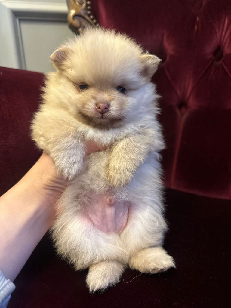 Pomeranian for Sale