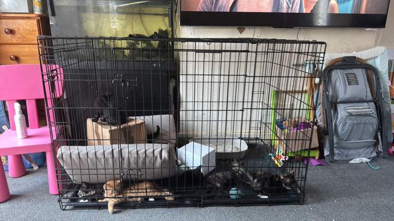 Kittens 