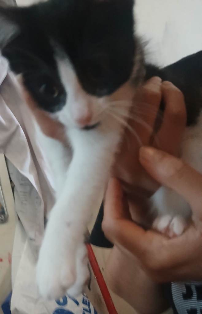 Kittens 9 weeks old 