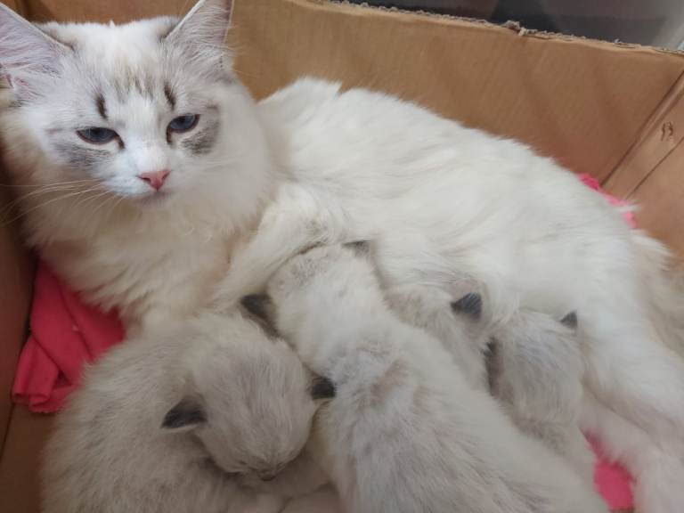 Lovely Ragdoll kittens seeking loving homes