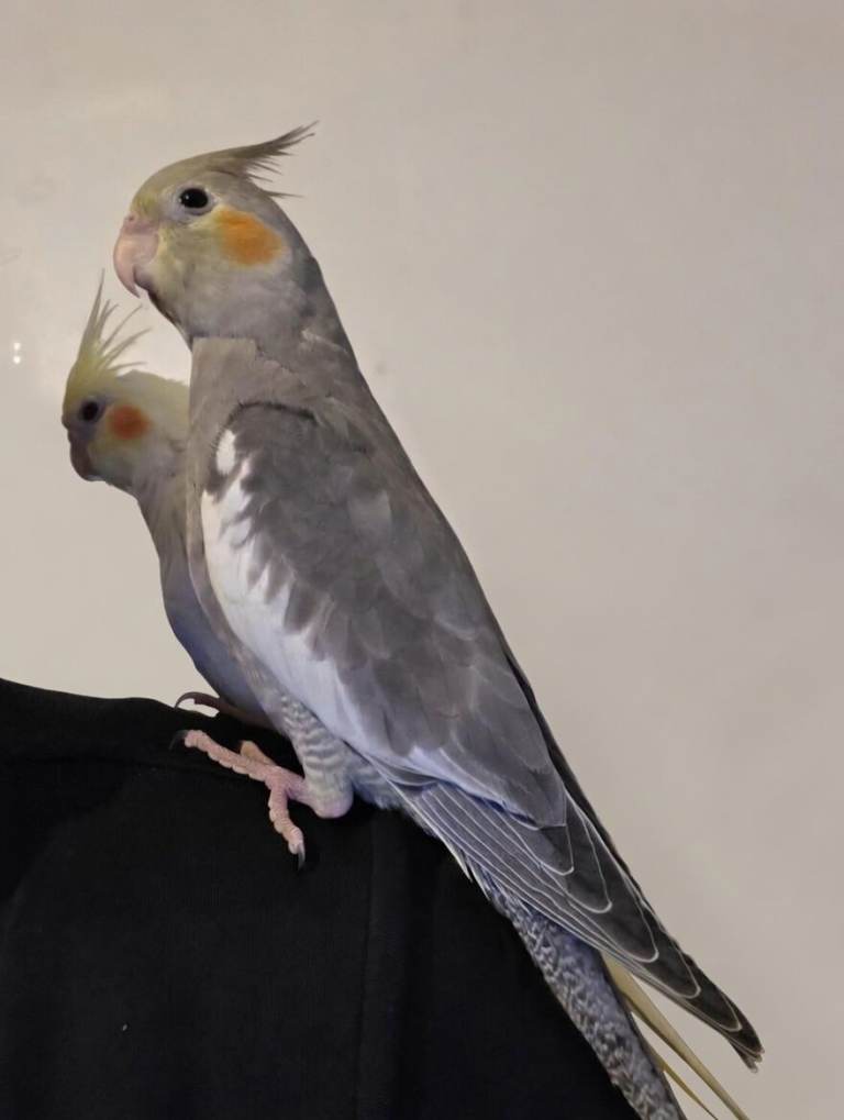 Baby Cockatiels 