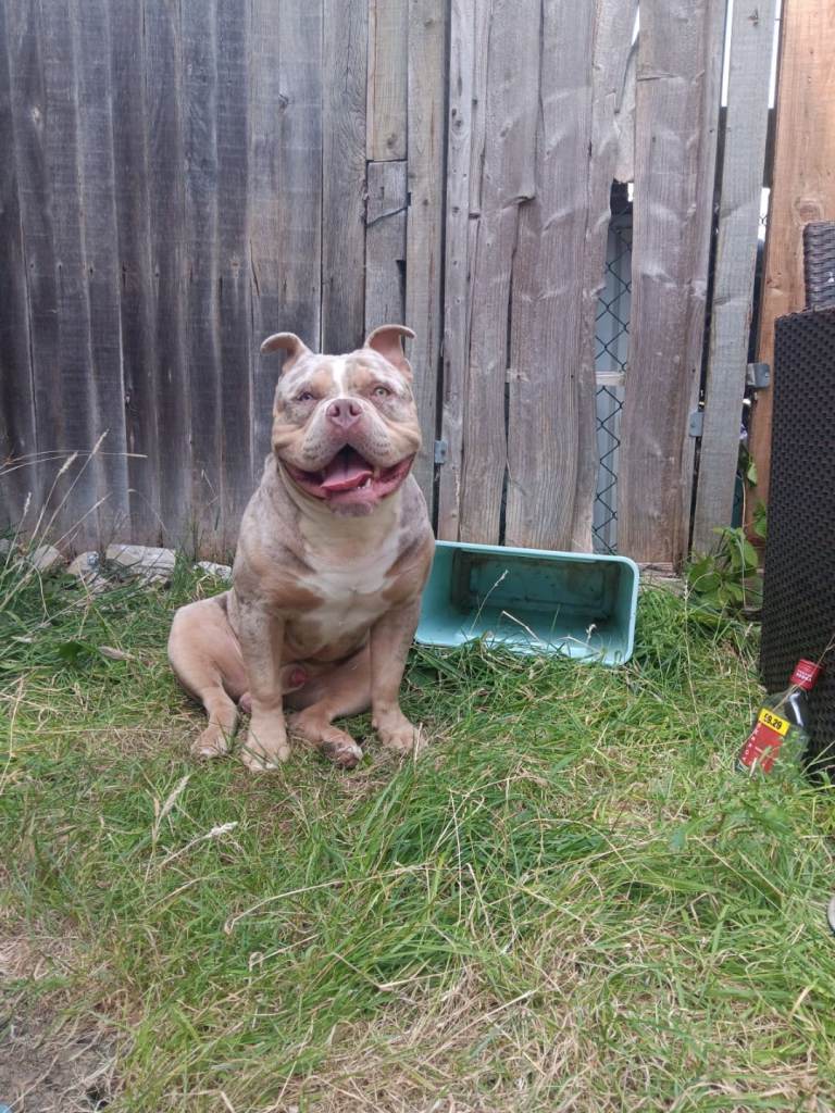 Pocket bully