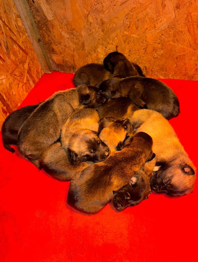 Belgian Malinois puppies 