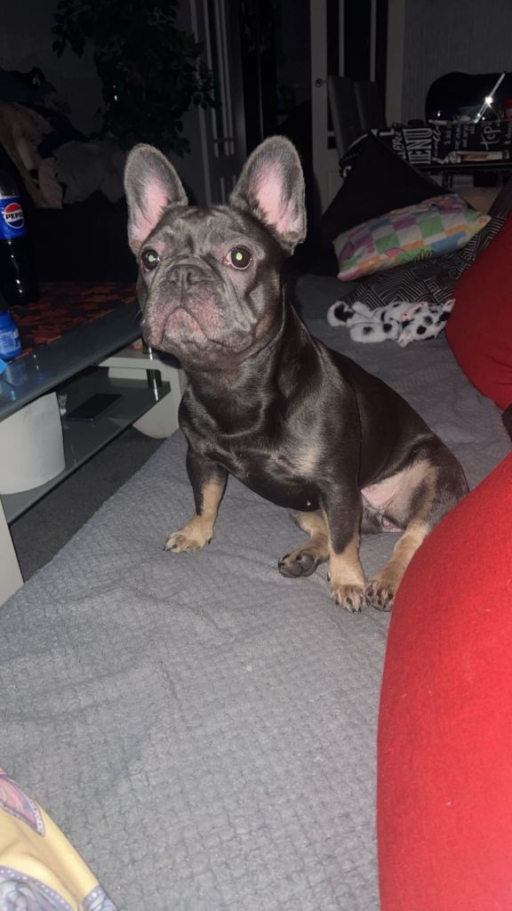 French bulldog female 
