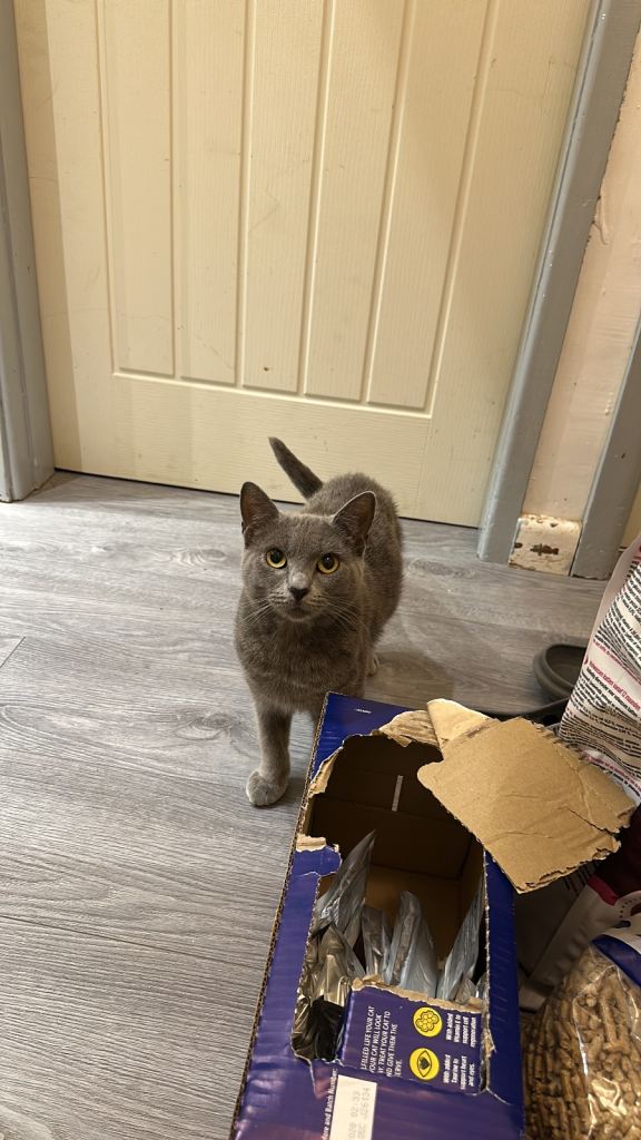 British shorthair female