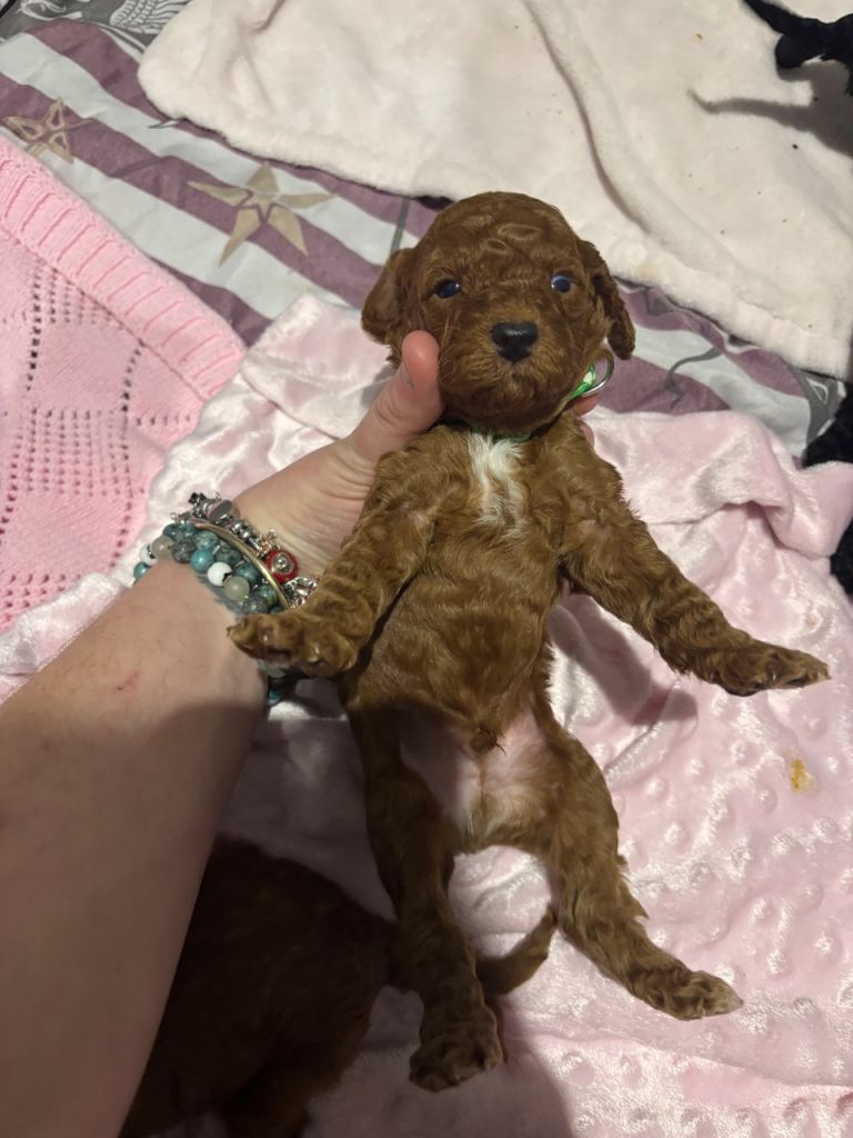 10 F1b cockapoos for sale 2 females left!