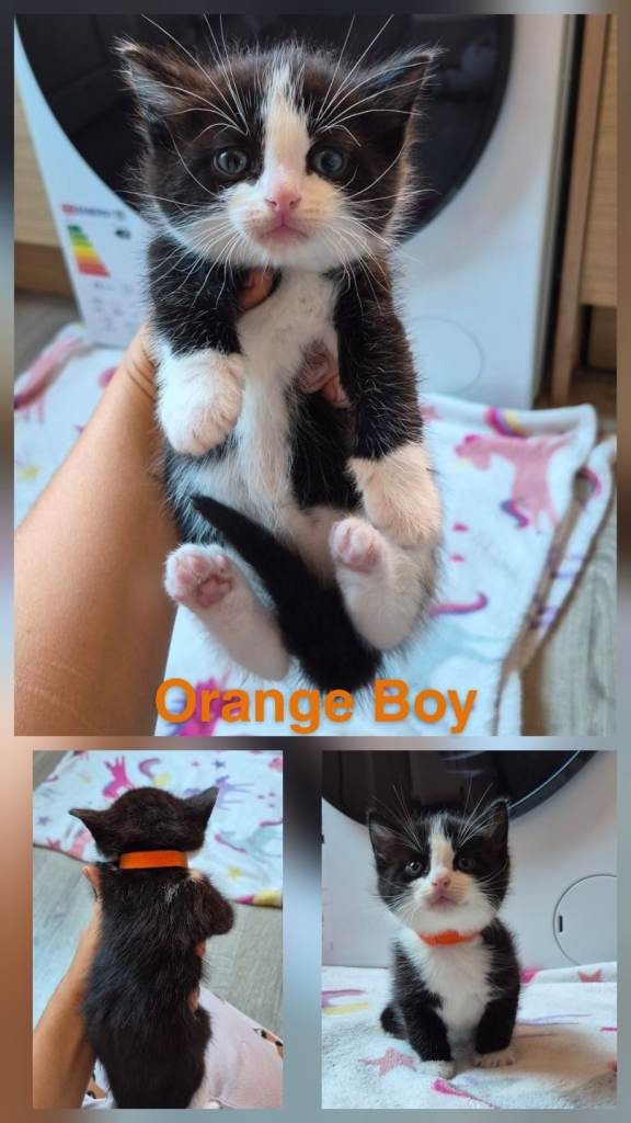 Beautiful Kittens 🐾