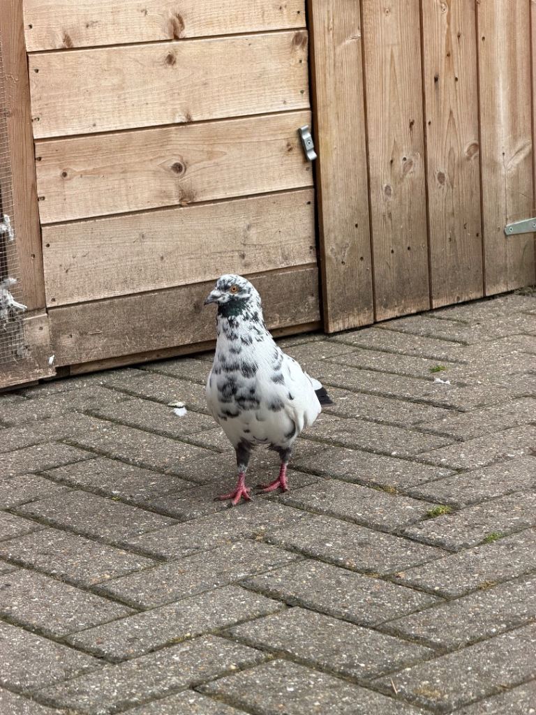 Pigeons for sale 
