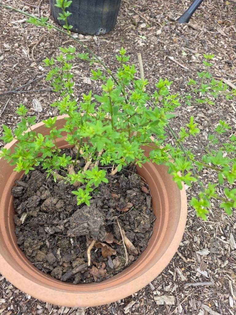🌼 Winter Jasmine Plant – Hardy, Fast-Growing Climber/Shrub