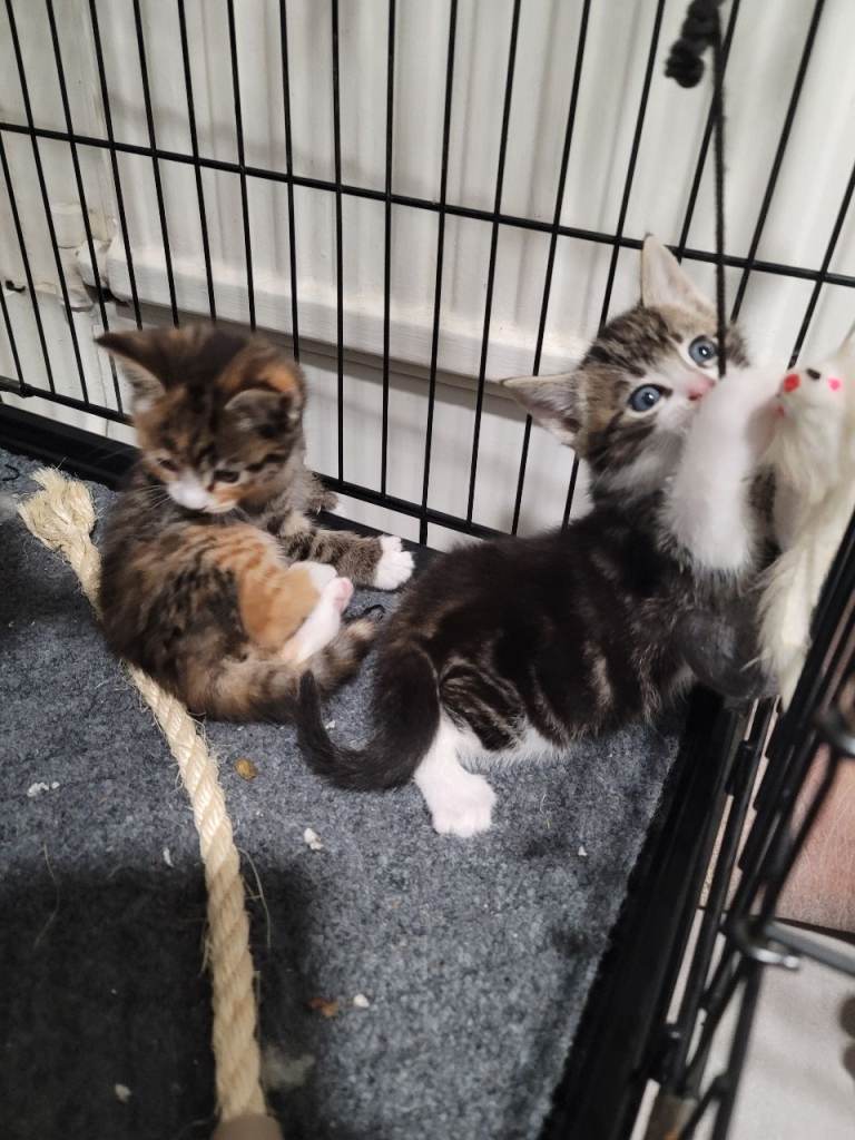2 Mixed Litter Kittens Left Boy Girl