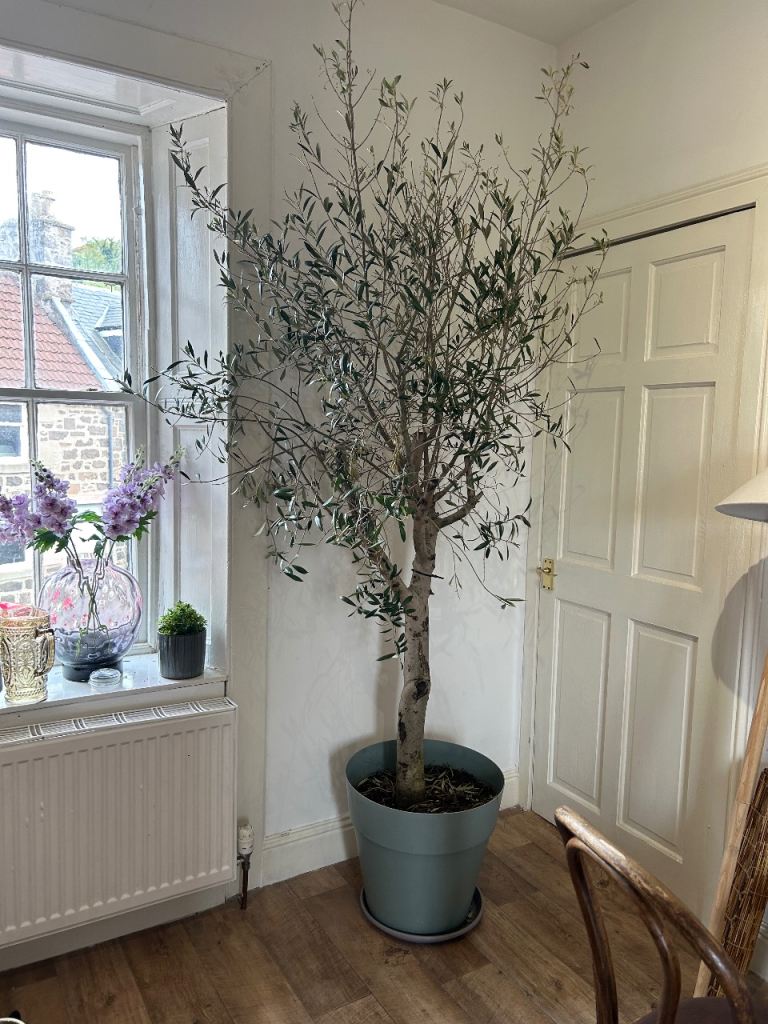 Large healthy olive tree 