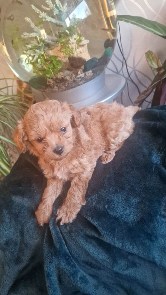 Asian toy poodle cross long haired chihuahua ... poochis