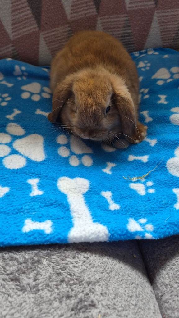 Mini lops 