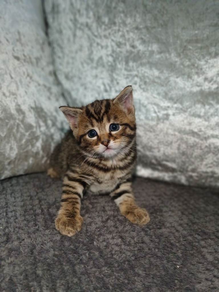 Gorgeous tabby kitten